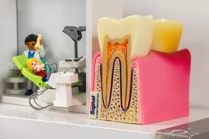 Une maquette de dent en coupe et une figurine de dentiste posées sur le plan de travail